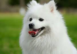 Image result for スピッツ