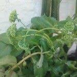 Attēlu rezultāti vaicājumam “Hylotelephium maximum leaf”