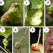 Attēlu rezultāti vaicājumam “Thecabius affinis nymph”