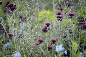 Attēlu rezultāti vaicājumam “Cirsium heterophyllum”