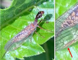 Attēlu rezultāti vaicājumam “Raphidioptera imago”