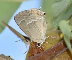 Attēlu rezultāti vaicājumam “Favonius quercus”