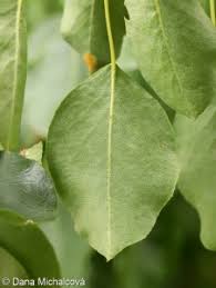 Attēlu rezultāti vaicājumam “Pyrus pyraster leaf”