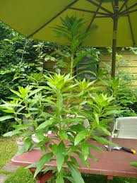 Attēlu rezultāti vaicājumam “Oenothera biennis leaf”