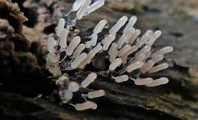 Attēlu rezultāti vaicājumam “Stemonitopsis typhina macro”