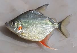 Image result for Prestatyn Piranhas