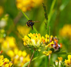 Attēlu rezultāti vaicājumam “Anthyllis vulneraria flower”
