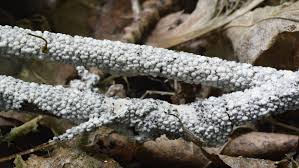 Attēlu rezultāti vaicājumam “Diderma chondrioderma macro”