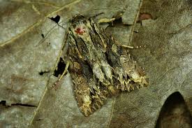 Attēlu rezultāti vaicājumam “Apamea monoglypha”