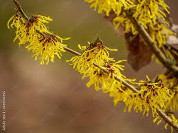 Attēlu rezultāti vaicājumam “Hamamelis mollis flower”