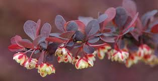 Attēlu rezultāti vaicājumam “Berberis thunbergii”