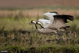 Attēlu rezultāti vaicājumam “Grus grus”