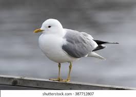 Attēlu rezultāti vaicājumam “Larus canus”