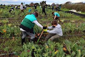 Homeless Garden Project farm