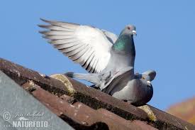 Attēlu rezultāti vaicājumam “Columba livia f. domestica”