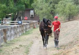 Image result for Cliff Hatch Stables