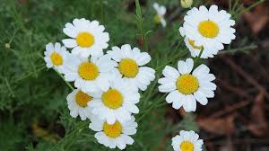 Image result for Chrysanthemum ptarmiciflorum