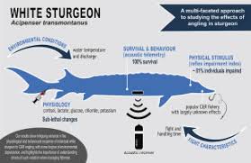 Image result for Acipenser transmontanus