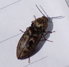 Attēlu rezultāti vaicājumam “Prosternon tessellatum”