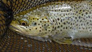 Image result for Carrick Angling Club