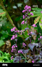 Attēlu rezultāti vaicājumam “Lunaria annua leaf”