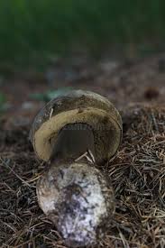 Attēlu rezultāti vaicājumam “Porphyrellus porphyrosporus”