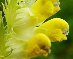 Attēlu rezultāti vaicājumam “Rhinanthus serotinus leaf”