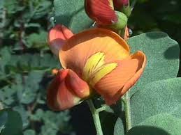 Image result for Colutea x media (arborescens x orientalis)