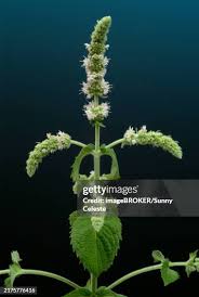 Attēlu rezultāti vaicājumam “Mentha longifolia”