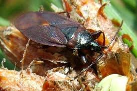 Attēlu rezultāti vaicājumam “Gastrodes grossipes”