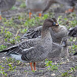 Attēlu rezultāti vaicājumam “Anser serrirostris adult”