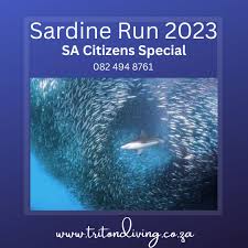 Image result for Scylliogaleus quecketti