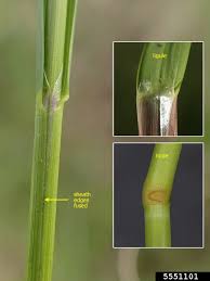 Attēlu rezultāti vaicājumam “Glyceria striata”