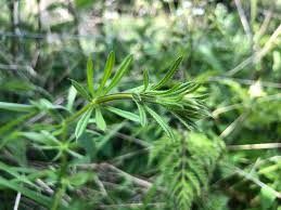 Attēlu rezultāti vaicājumam “Galium odoratum fruit”