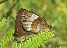 Attēlu rezultāti vaicājumam “Erebia aethiops underside”