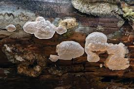 Attēlu rezultāti vaicājumam “Antrodia malicola”