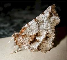 Attēlu rezultāti vaicājumam “Selenia dentaria imago”