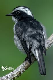 Attēlu rezultāti vaicājumam “Ficedula hypoleuca juvenile”