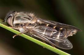 Attēlu rezultāti vaicājumam “Xylophagidae”