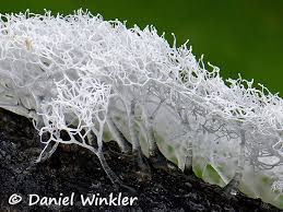 Attēlu rezultāti vaicājumam “Ceratiomyxa fruticulosa”