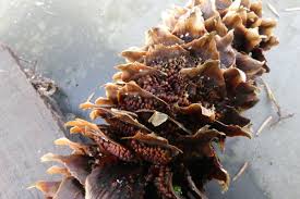 Attēlu rezultāti vaicājumam “Pucciniastrum areolatum”