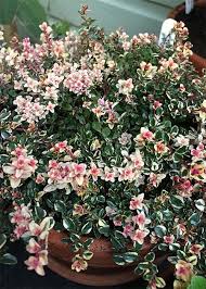 Attēlu rezultāti vaicājumam “Thymus pulegioides fruit”