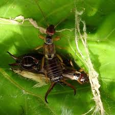 Attēlu rezultāti vaicājumam “Forficula auricularia male”