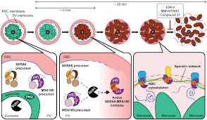 Attēlu rezultāti vaicājumam “Enteridium variabile plasmodium”