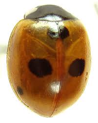 Attēlu rezultāti vaicājumam “Coccinella quinquepunctata”