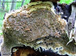 Attēlu rezultāti vaicājumam “Coniophora puteana”