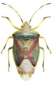 Attēlu rezultāti vaicājumam “Elasmucha grisea”