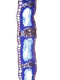 Attēlu rezultāti vaicājumam “Carex sylvatica leaf”