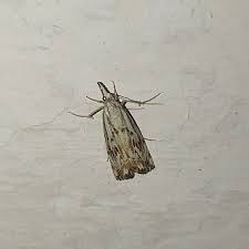 Attēlu rezultāti vaicājumam “Catoptria fulgidella”