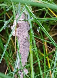 Attēlu rezultāti vaicājumam “Trichia longipalpis spores”